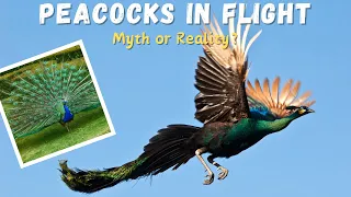 Myth Can Peacocks Really Fly