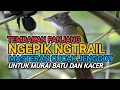 Download Lagu PALING DI CARI MASTERAN MURAI BATU | MASTERAN CUCAK JENGGOT GACOR NGEPIK NGTRIL NEMBAK PANJANG!