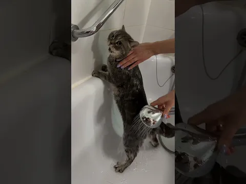 САМЫЙ СМЕШНОЙ ТРЕНД С КОТИКАМИ