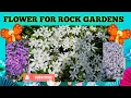 Download Lagu Flower for rock gardens ideas part 1