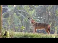 Fox Sound--5 Minute Jackal Sound--Sheyal er Dak--Golden Jackal Howling -Jackal Call- Fox call