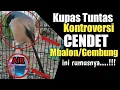 Lagu Fenomena CENDET mbalon ini solusi yang paling Akurat