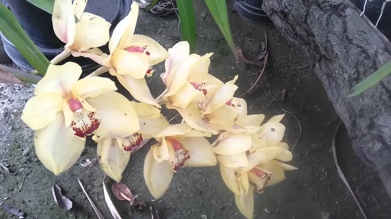 CULTIVANDO ORQUÍDEAS PARTE 9: CÓMO CUIDAR UNA ORQUÍDEA CIMBYDIUM? ORQUIPLANET