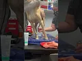Canine Holter Monitor Placement
