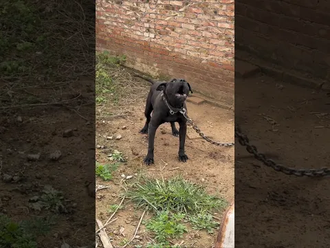 dog barking sounds #funny #funny #dogtalk #petsempire #dogcommunication #pets #pawsn