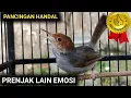 Download Lagu Prenjak Betina Gacor Tarung bikin Birahi Emosi Prenjak Jantan Manapun Naik dan Cepat Gacor Mantap