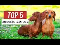 Best Harness For DACHSHUNDS - Our Top Picks