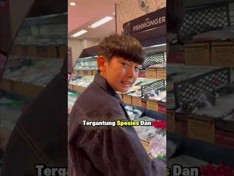 Ikan teri pake helm kaya gimana guys ?
