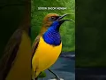 Download Lagu SOGOK ONTONG GACOR NEMBAK - MASTERAN TERBAIK UNTUK BURUNG SOGON - The olive-backed sunbird calling