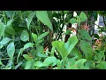 Muicle plant