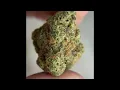 Cresco Sunny MAC Flower Review