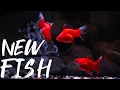 BUYING New Fish Vlog