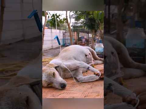Her Belly Was Filled With Fluid 💔 | Sushi’s Rescue #Shorts