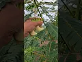 Lagu harvesting vegetables #flowers #shorts #satisfying #shortvideo #shortsfeed #ytshorts #highlights