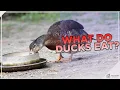 How and What To Feed Ducks