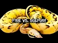 Comparison of the Fire and Sulfur Ball Python Genes