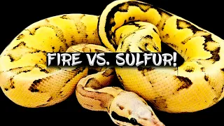 Comparison of the Fire and Sulfur Ball Python Genes