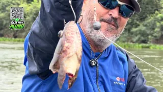 O MELHOR PEIXE PARA PESCAR, COMER E USAR DE ISCA