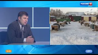 «Актуальное интервью» — Бездомные животные: проблема большого города