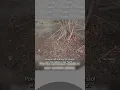 Download Lagu 🔴UNA MUJER UCRANIANA OFRECE SEMILLAS A SOLDADOS RUSOS 🔴