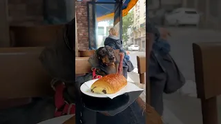 How to live a good life🙏 #dog #wienerdog #cute #funny #life