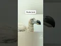 Download Lagu Dodo bird caught on camera #extinct # viral#short