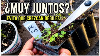 No Dejes que tus Plantines Crezcan Así ❌ | Qué Hacer Cuando Están Muy Juntos
