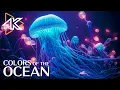 Download Lagu Aquarium 4k video uhd 🐠 Mooie ontspannende koraalrifvis - Ontspannende muziek #15
