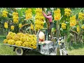 Download Lagu Use 3-Wheeled Truck To Harvesting 1000+ Big Bunches of Bananas Go To Market Sell - Farm Life