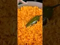 Download Lagu The Best Mexican or Spanish Red Rice Recipe Arroz Rojo #shorts