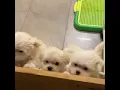 8 weeks old Maltese puppy