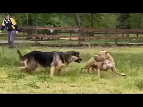 Download MP3 German Shepherd Attacks Pitbull [OFF LEASH PARK] @NBFLIVE