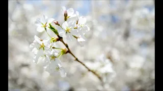 سورة الكهف الشيخ علاء المزجاجي 