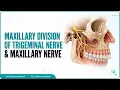 Maxillary division of Trigeminal nerve V2 or Vb Maxillary nerve - Anatomy Animation