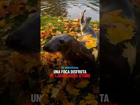 Una FOCA GRIS juega entre las HOJAS de OTOÑO en zoológico de POLINIA