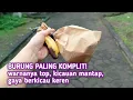 TAK BISA DIJELASKAN DENGAN KATA2‼️ AKHIRNYA DAPET BURUNG SUPER KEREN CUMA 150rb AJA