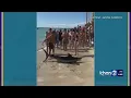 Marlin beaches itself in Waikiki Gnarly to see