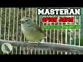 Download Lagu Opior jawa gacor - masteran jos gandos