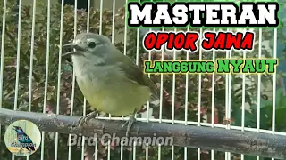 Download Opior jawa gacor - masteran jos gandos MP3