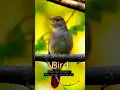 Download Lagu chittu kuruvi Singing nightingale The best bird song s