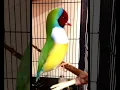 Download Lagu Burung Finch Gouldian Jantan Bernyanyi #burung #burung #gouldianfinch