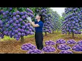 Lagu Harvesting GIANT Purple Peaches to Sell | Buyers Shocked by Purple Color – All Baskets Gone