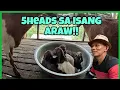 Download Lagu Masaya si KaProbinsya..NAGPAANAK TAYO NG DALAWANG KAMBING NGAYONG ARAW..LIMA AGAD ANG NADAGDAG..