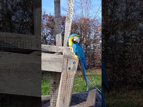 A beautiful parrot in Luxembourg 🇱🇺