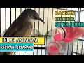 Download Lagu Burung CUCAK KOMBO macet males bunyi ini perawatan dan pakan solusinya