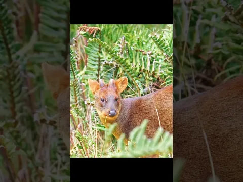 This Tiny Deer Is Smaller Than You Think! 🦌😳 | The World’s Smallest Deer