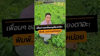  ผักเชียงดาช่วยควบคุมน้ำตาลในเลือดได้อย่างไร 