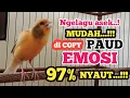 Download Lagu Kenari gacor santai mas NGEROL TAJAM, TERAPI AMPUH Kenari MACET, Pancingan Kenari Paud Belajar Bunyi