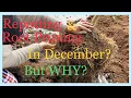 Download Lagu Urgently root pruning my Meyer Lemon tree in the middle of winter.@Myhomegarden-unlimited
