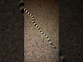 Download Lagu Baby Banded Krait | #rkji #snake #shorts